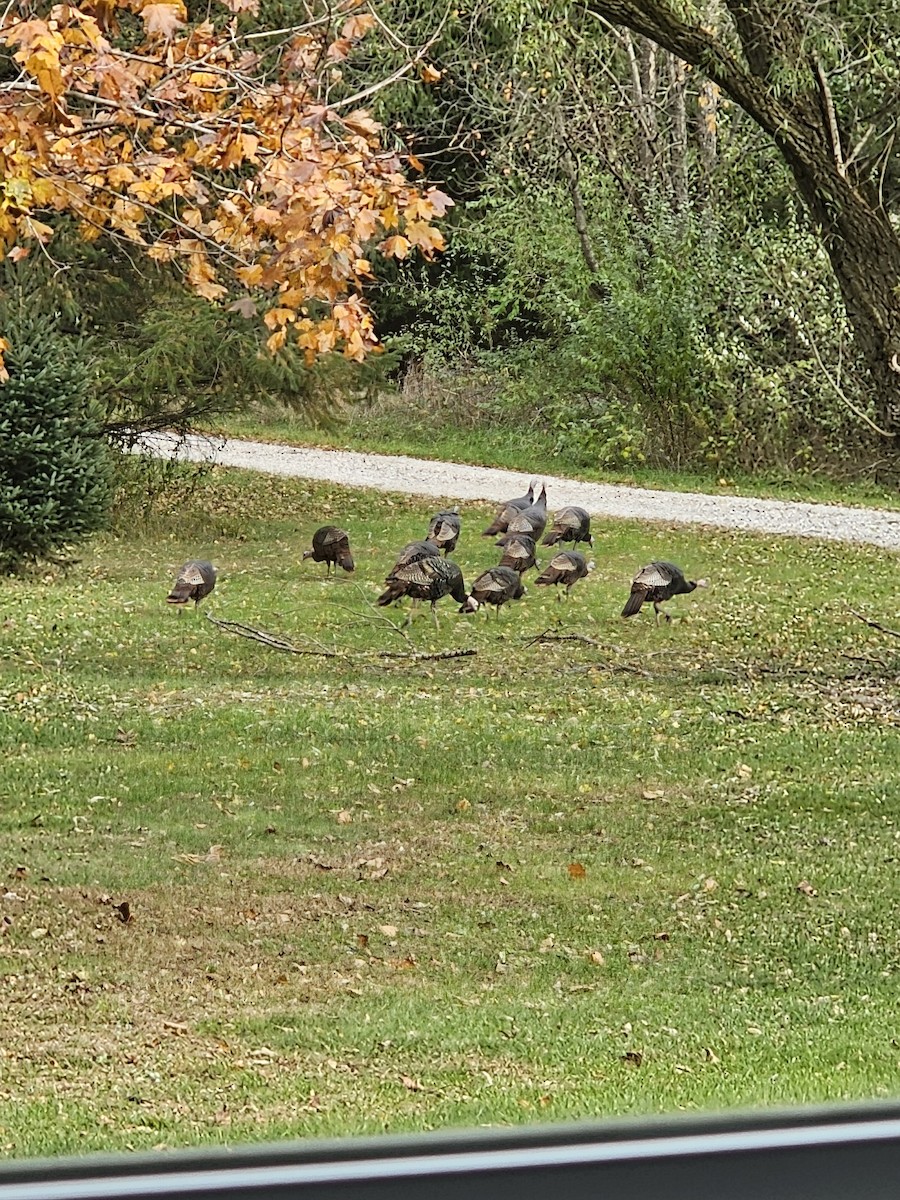 シチメンチョウ - ML644659383