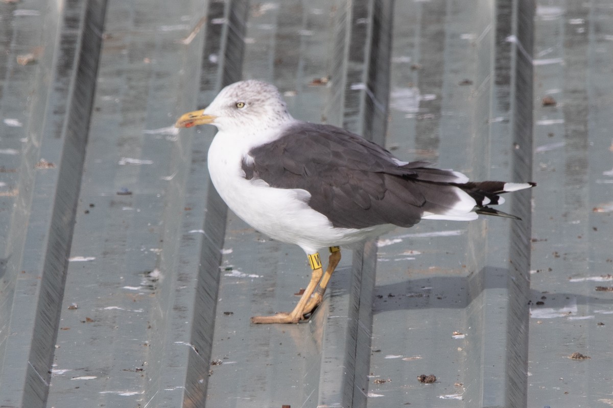 Lesser Black-backed Gull - ML644659395