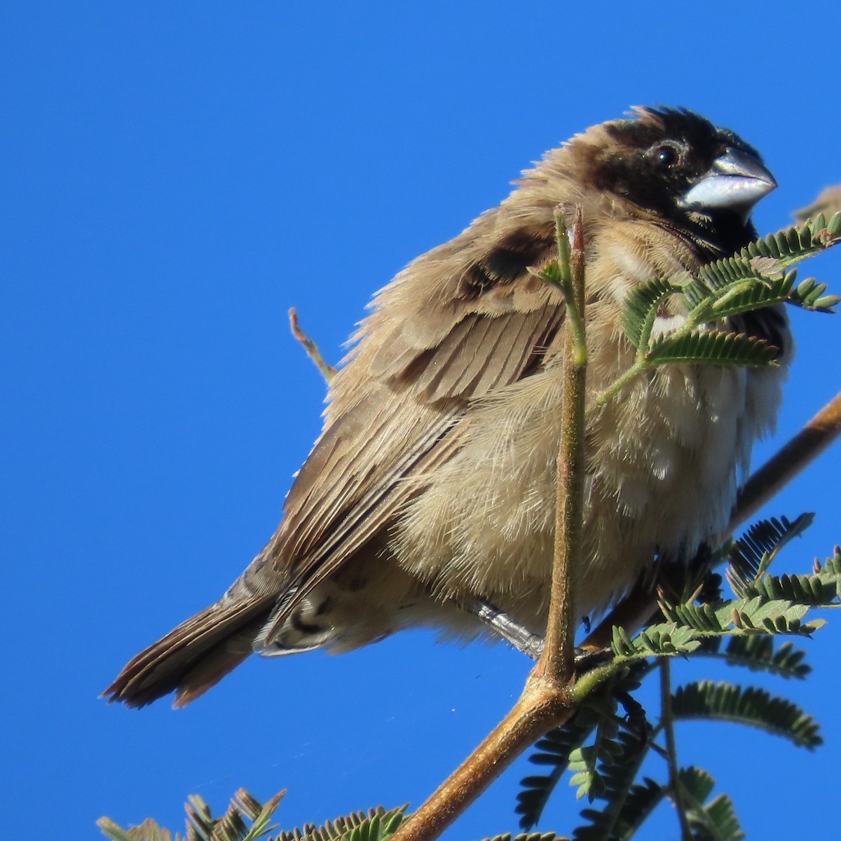 Magpie Mannikin - ML644659397