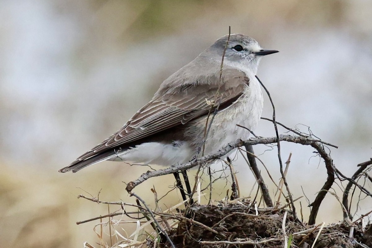 Ochre-naped Ground-Tyrant - ML644659402