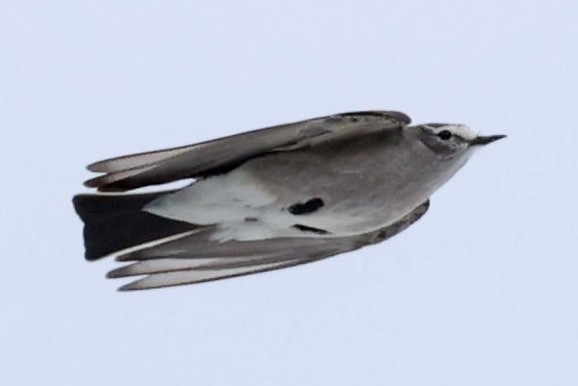 Ochre-naped Ground-Tyrant - ML644659403