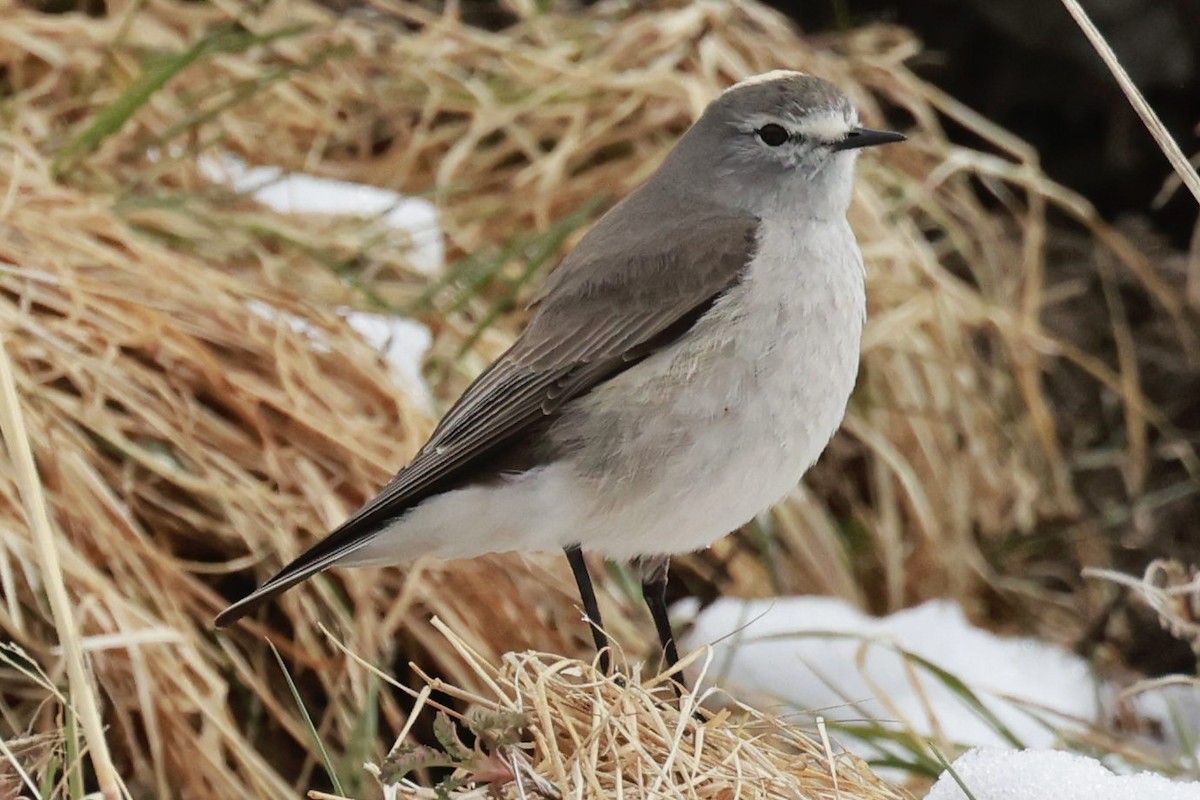 Ochre-naped Ground-Tyrant - ML644659404