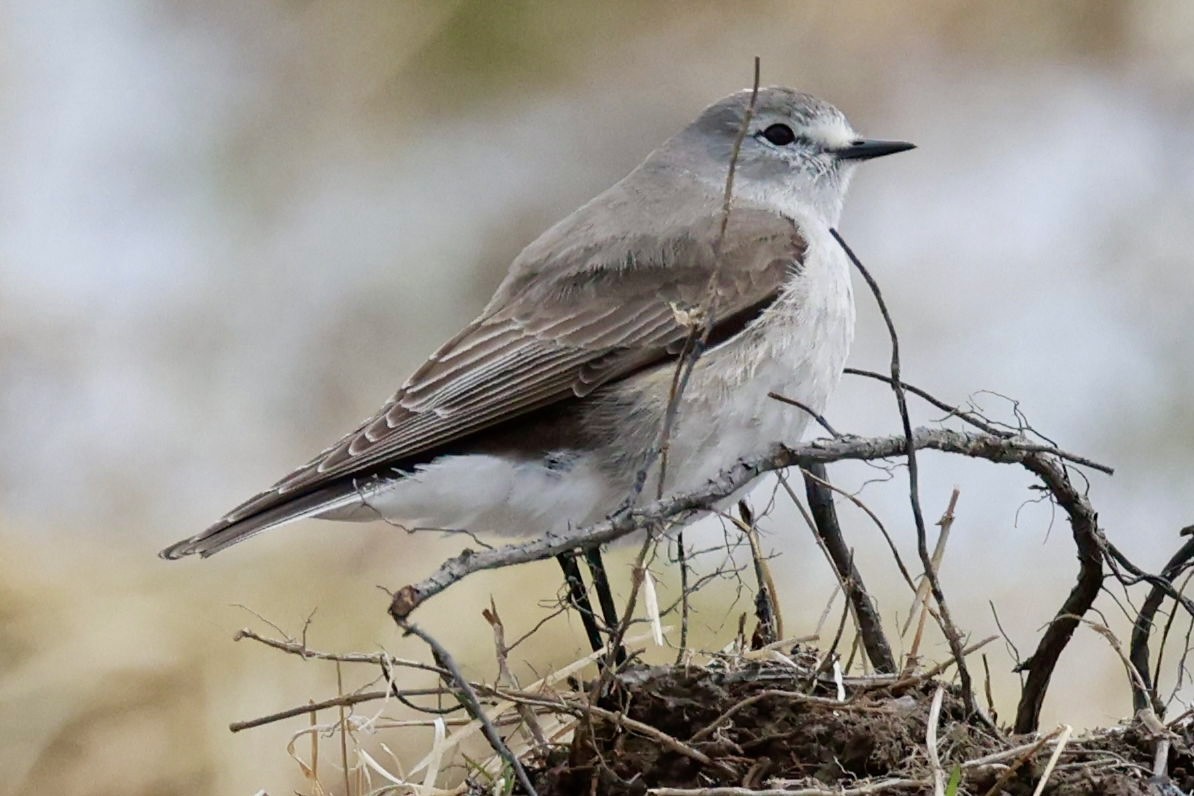 Ochre-naped Ground-Tyrant - ML644659405
