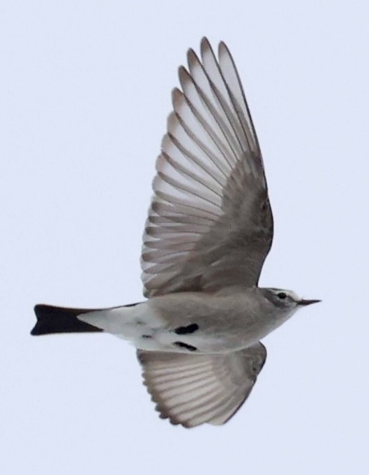 Ochre-naped Ground-Tyrant - ML644659406