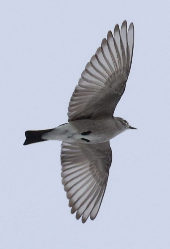 Ochre-naped Ground-Tyrant - ML644659407