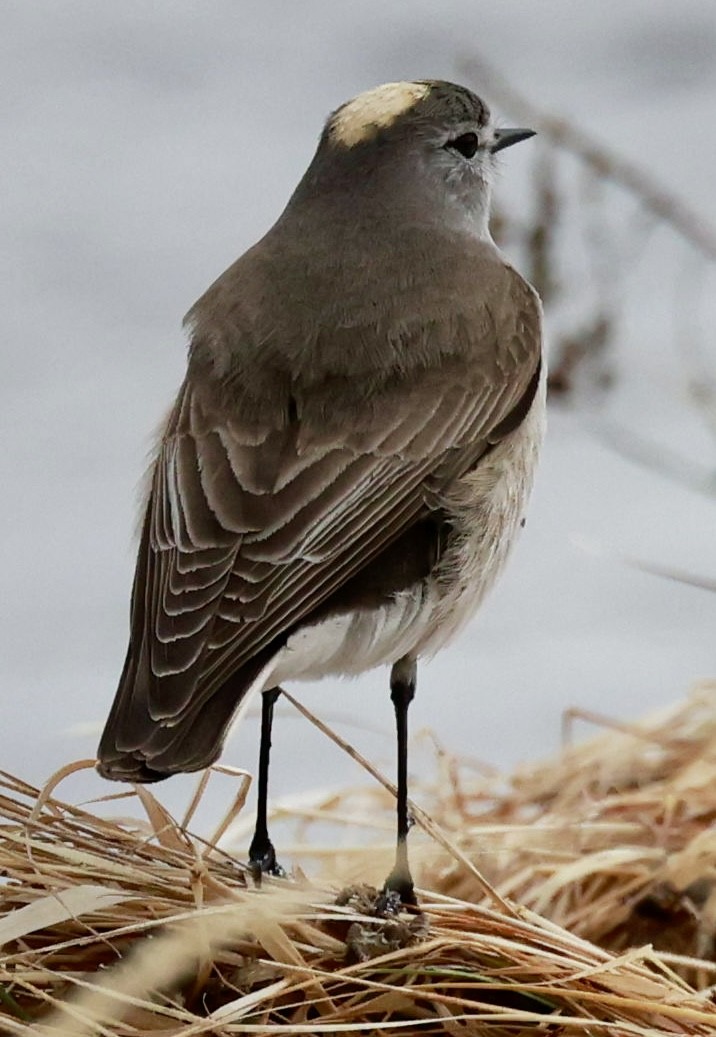Ochre-naped Ground-Tyrant - ML644659409