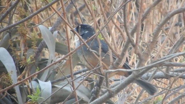 Pas Karınlı Çalı Serçesi - ML644659431