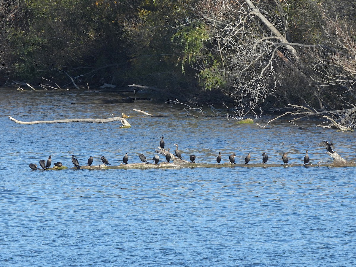 ミミヒメウ - ML644659432