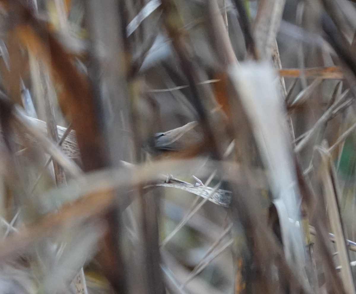 Cetti's Warbler - ML644659433
