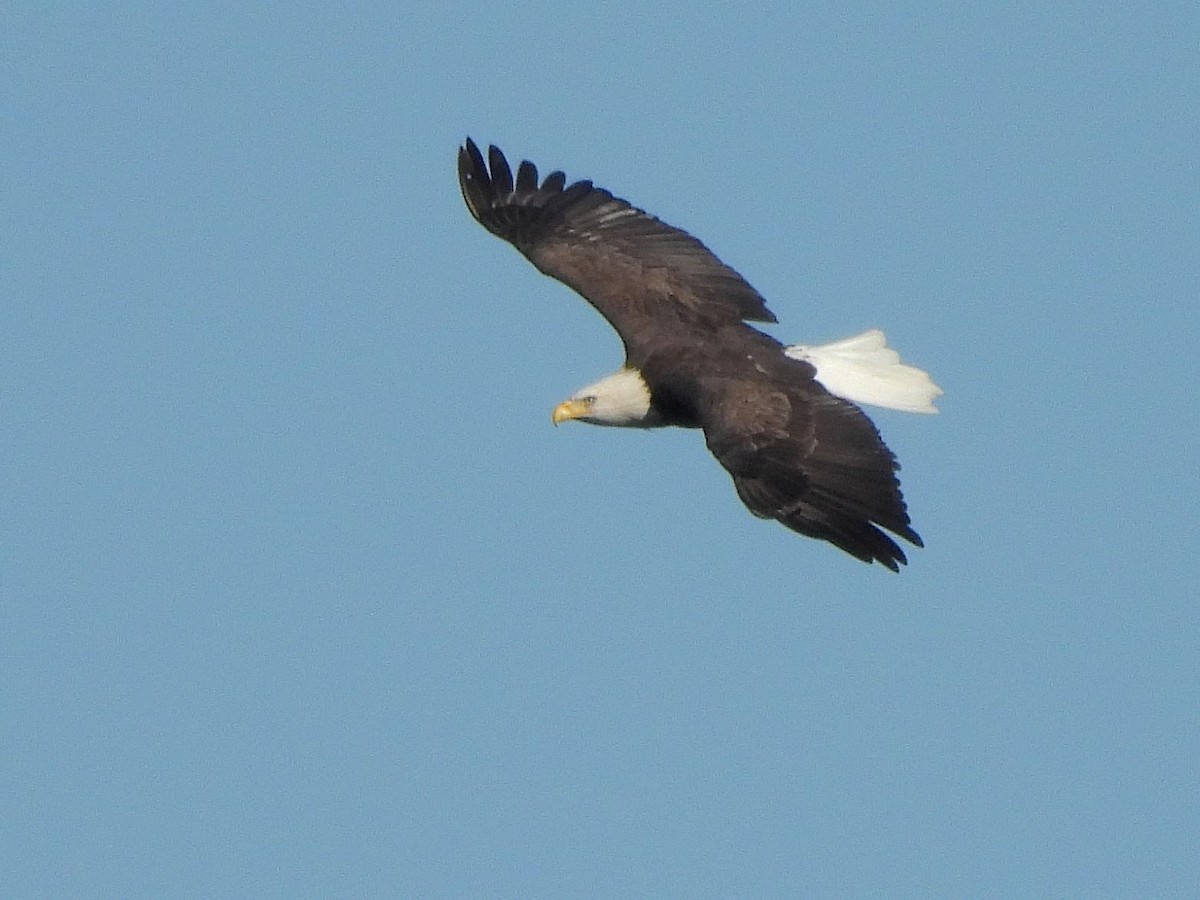 ハクトウワシ - ML644659436