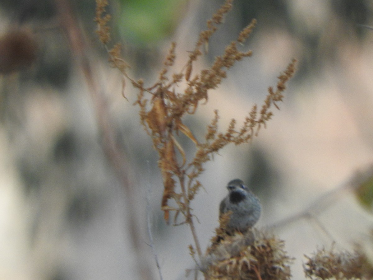 Bronze-tailed Comet - ML644659450
