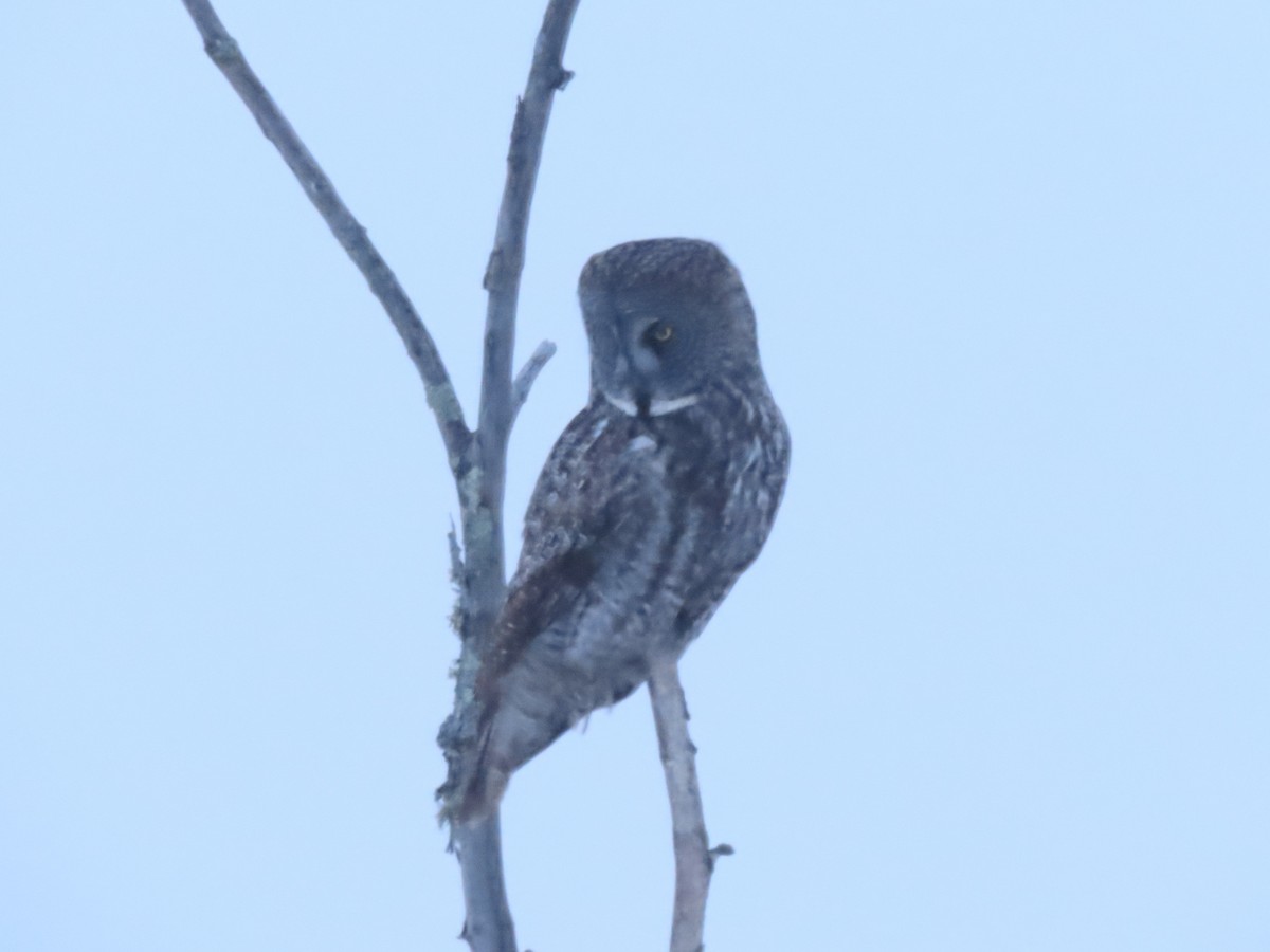 Great Gray Owl - ML644659458