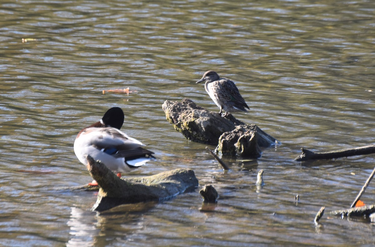 krikkand - ML644659463