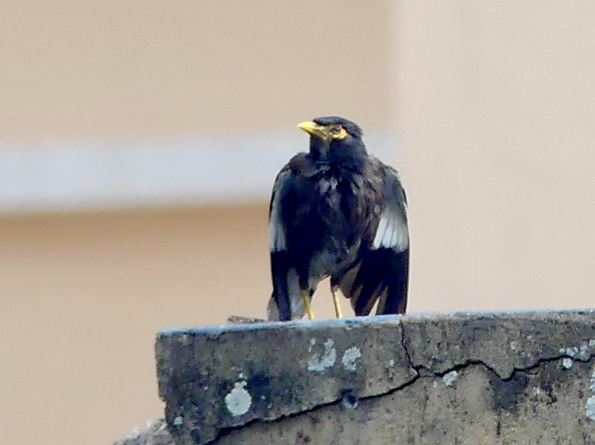 Martin triste - ML644659468