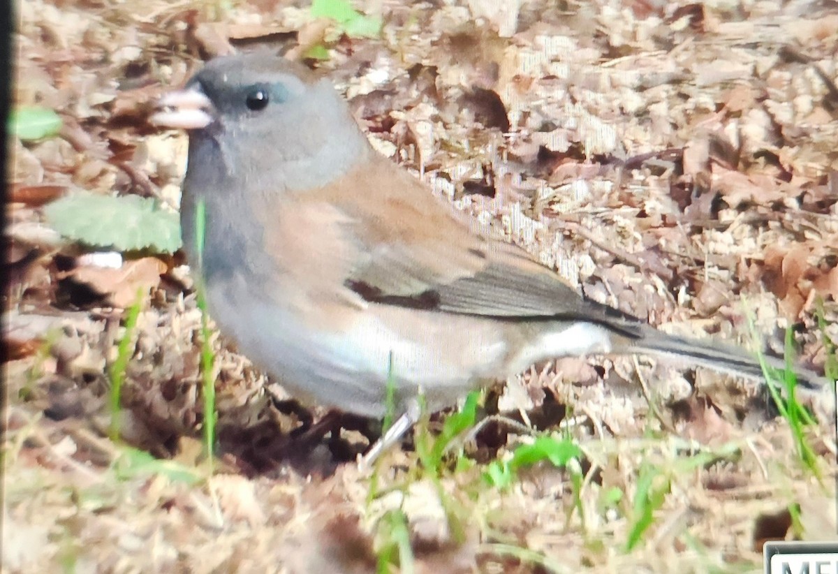 ユキヒメドリ - ML644659474