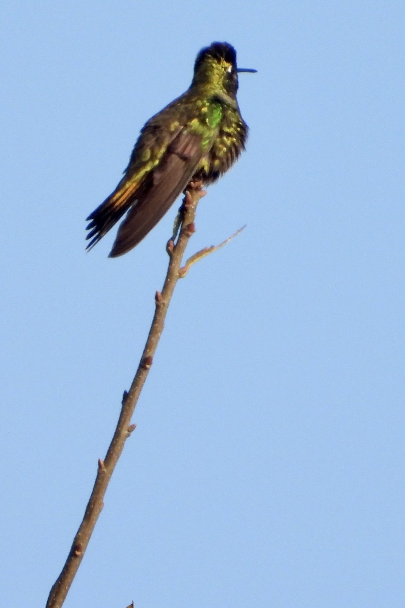 Rivoli's Hummingbird - ML644659481