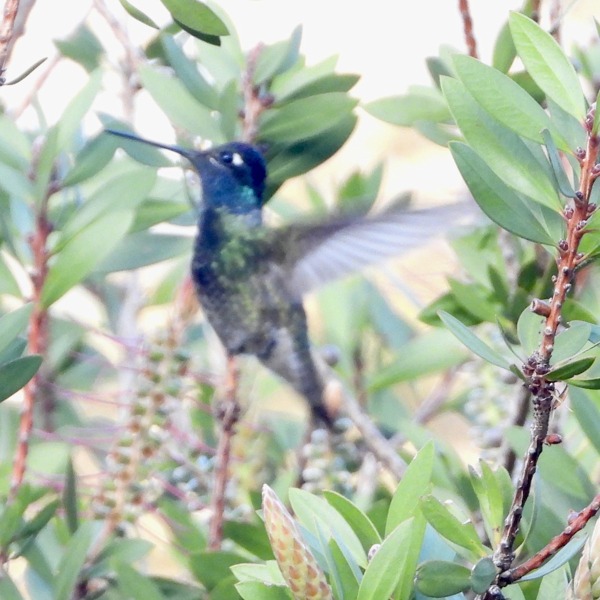 Rivoli's Hummingbird - ML644659482