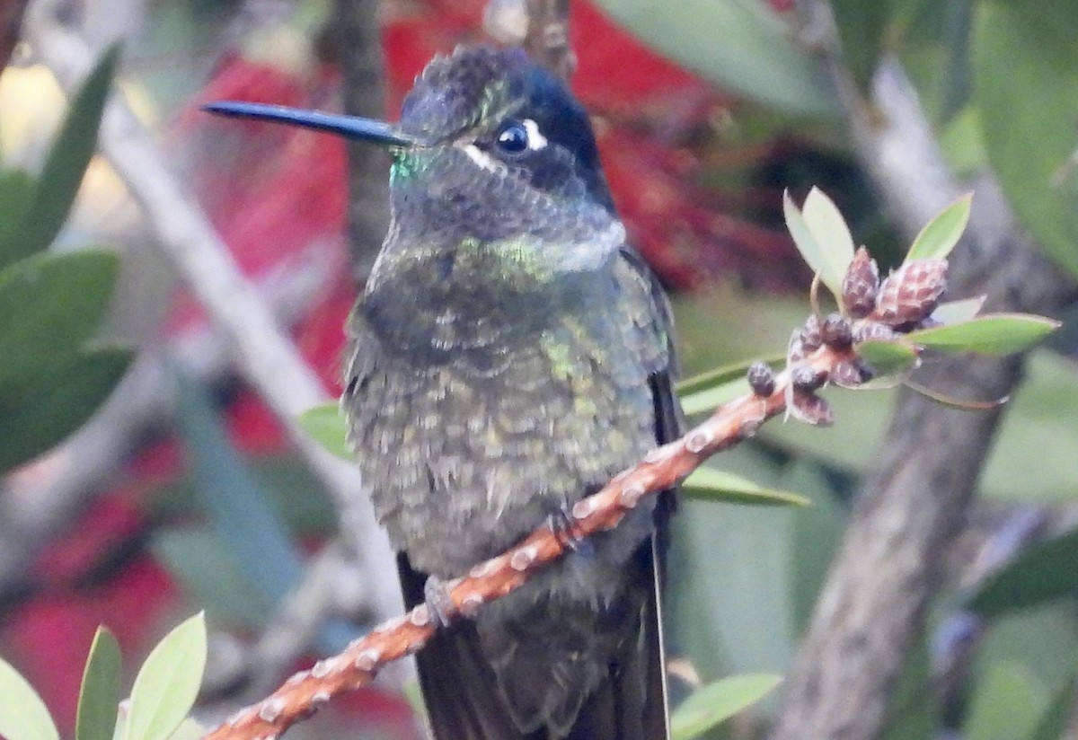 Rivoli's Hummingbird - ML644659483