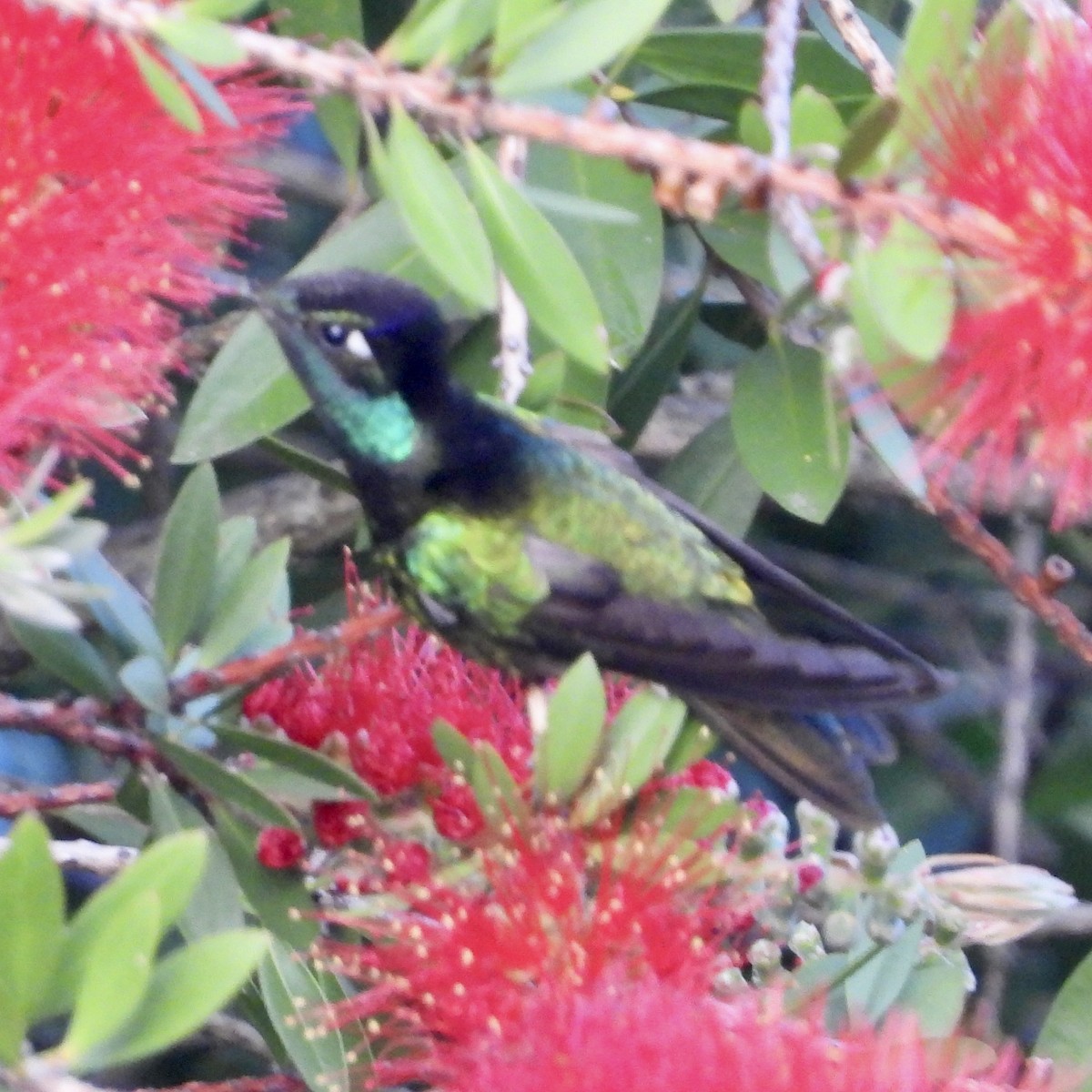 Rivoli's Hummingbird - ML644659484