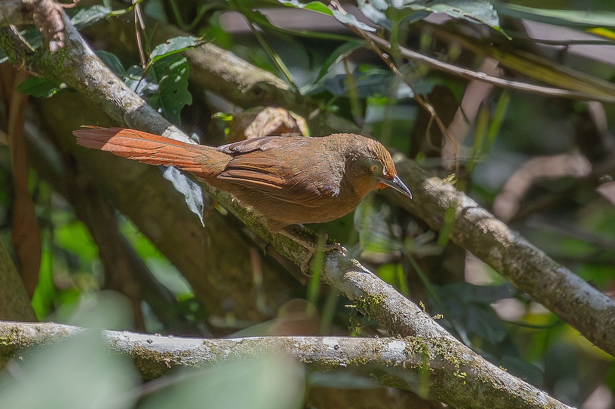 Orange-eyed Thornbird - ML644659495