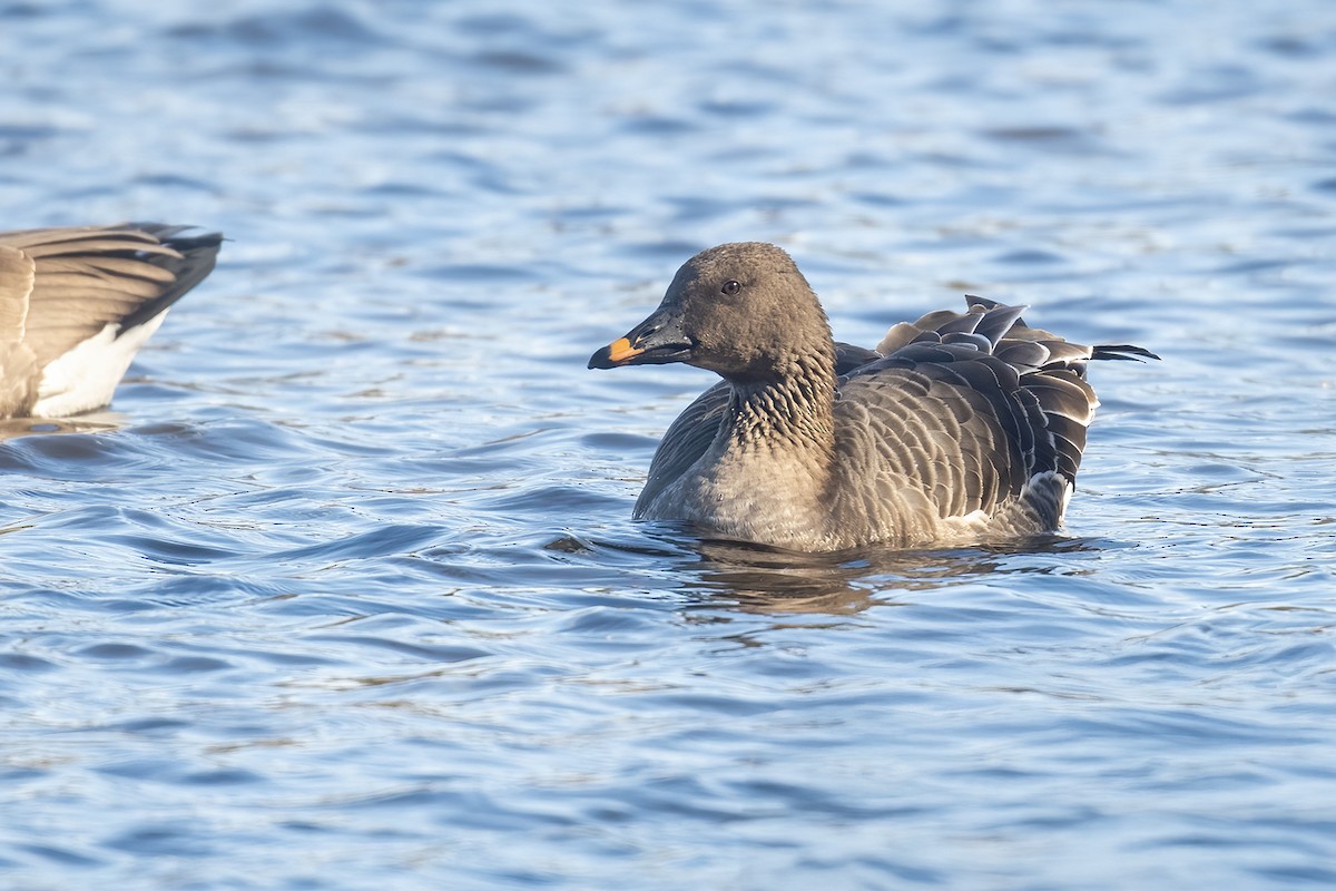 Tundra Bean-Goose - ML644659496