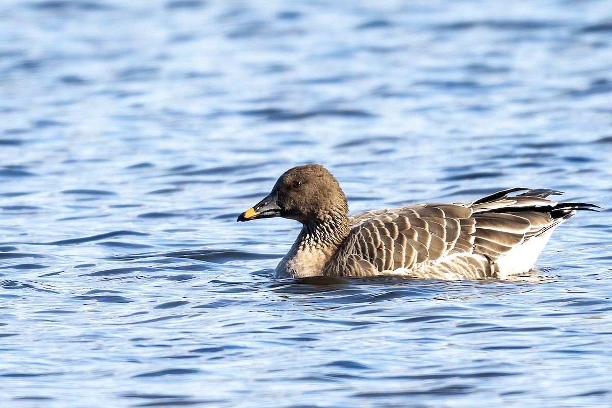 Tundra Bean-Goose - ML644659497