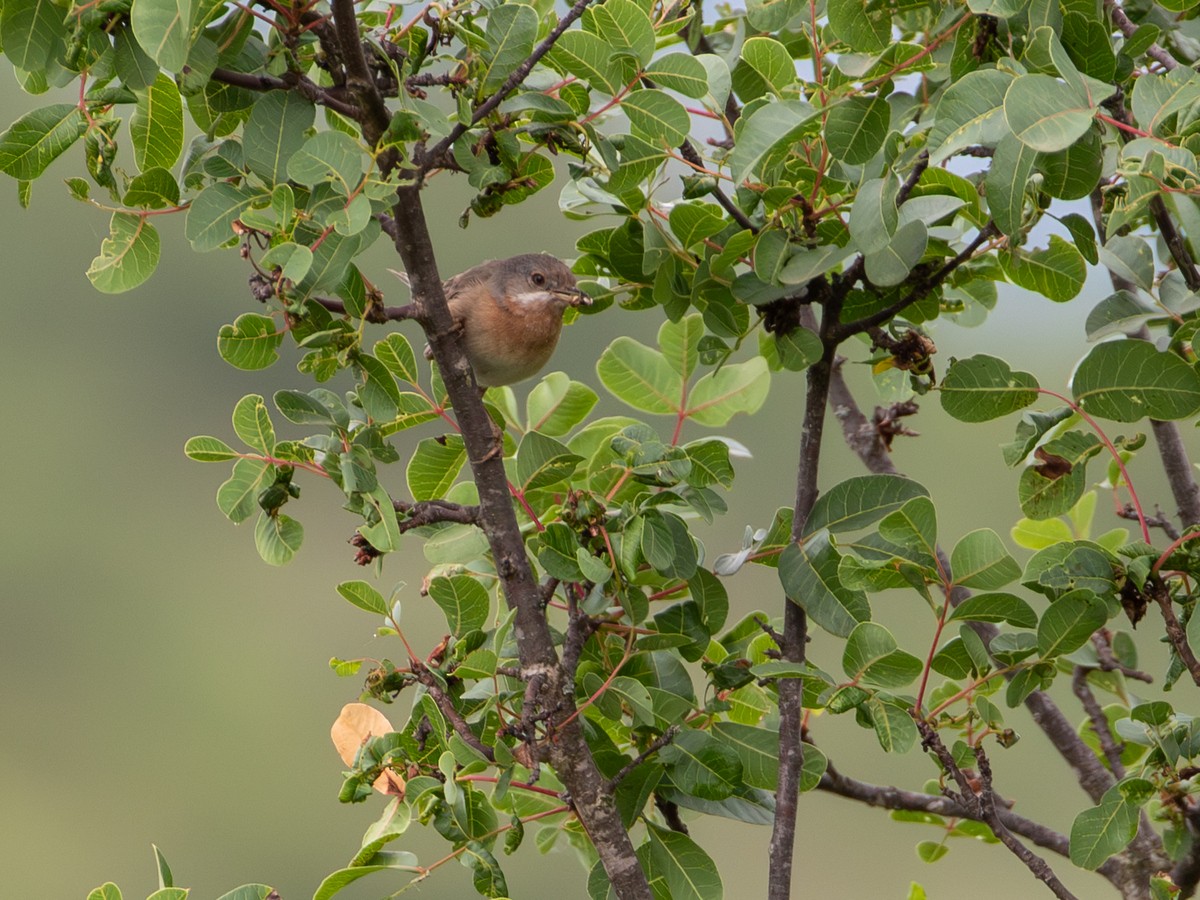 Curruca Carrasqueña Oriental - ML644659498
