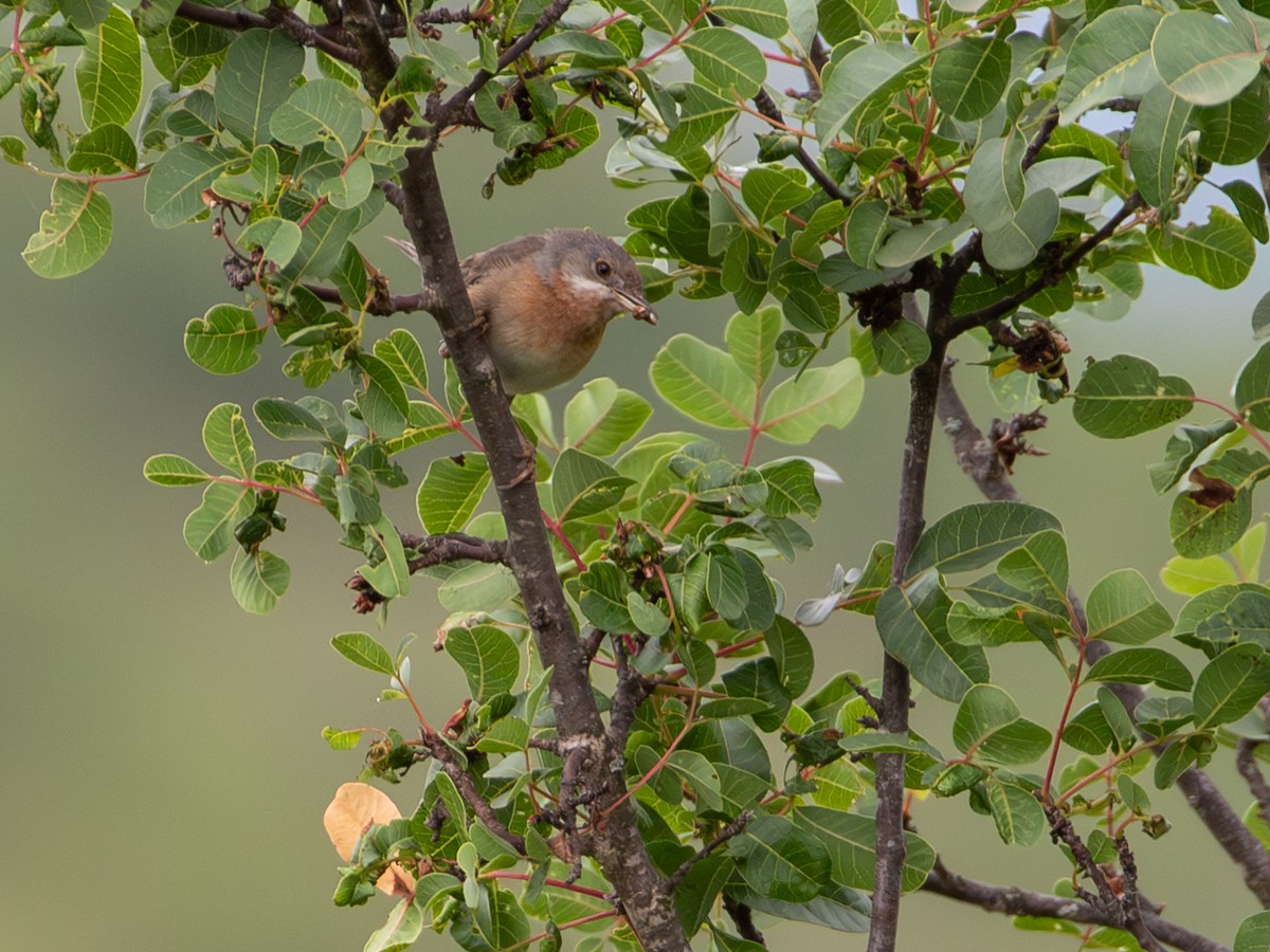 Curruca Carrasqueña Oriental - ML644659499
