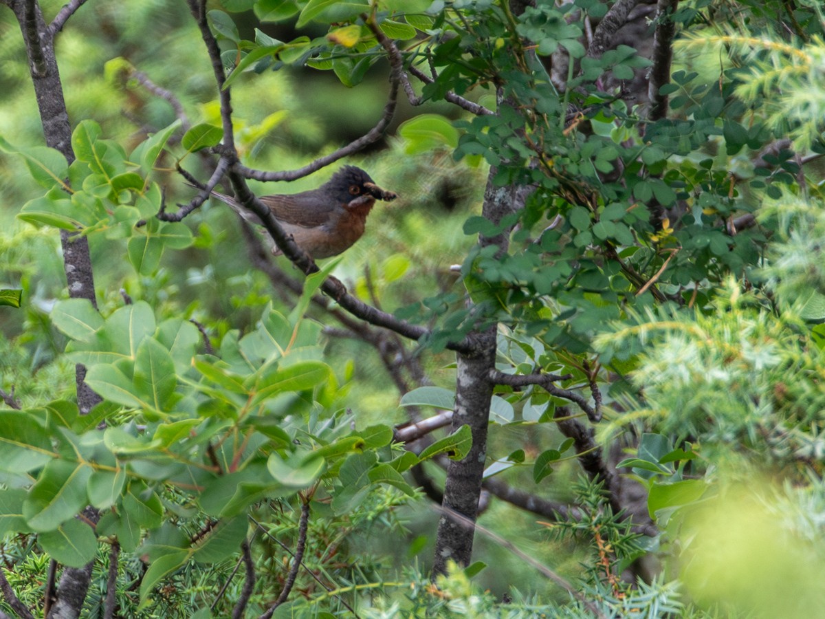 Curruca Carrasqueña Oriental - ML644659500