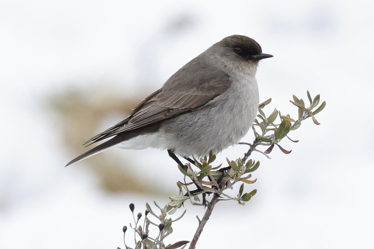 magellanmarktyrann - ML644659503