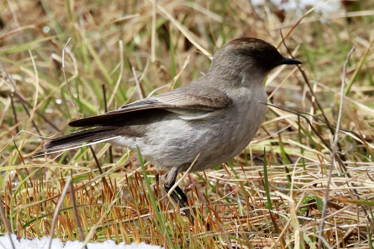 magellanmarktyrann - ML644659504