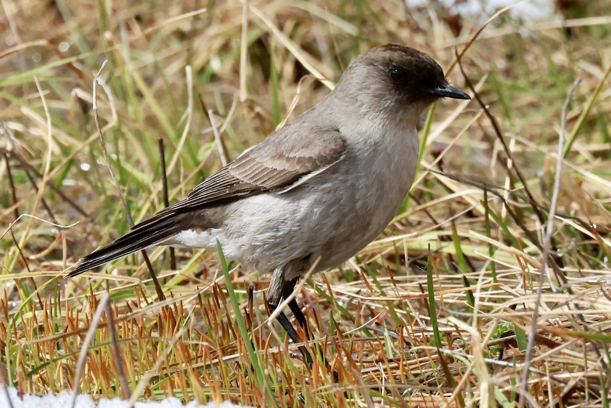 magellanmarktyrann - ML644659505