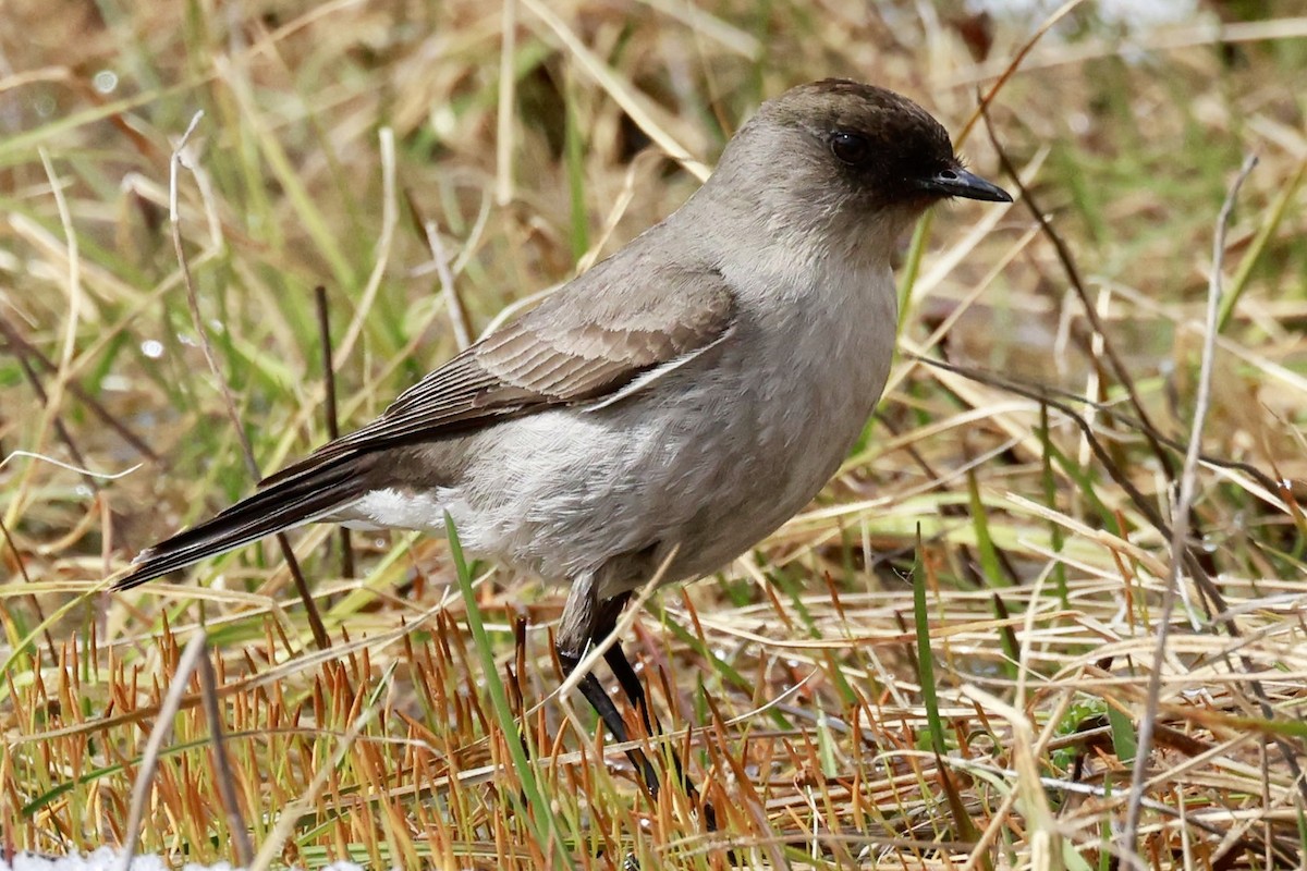 magellanmarktyrann - ML644659506