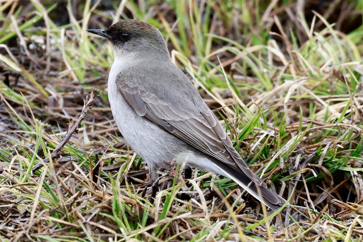 Dark-faced Ground-Tyrant - ML644659507