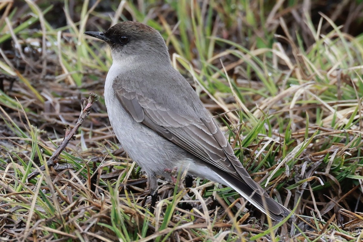 magellanmarktyrann - ML644659508