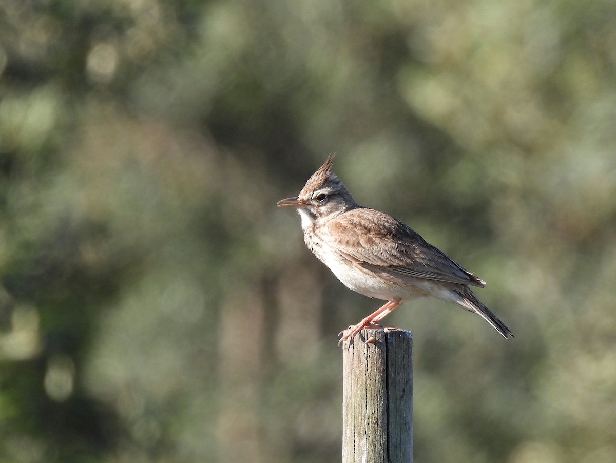 Kutturlio arrunta - ML644659509