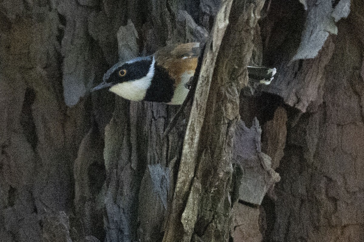 Kapschnäpper (capensis) - ML644659516