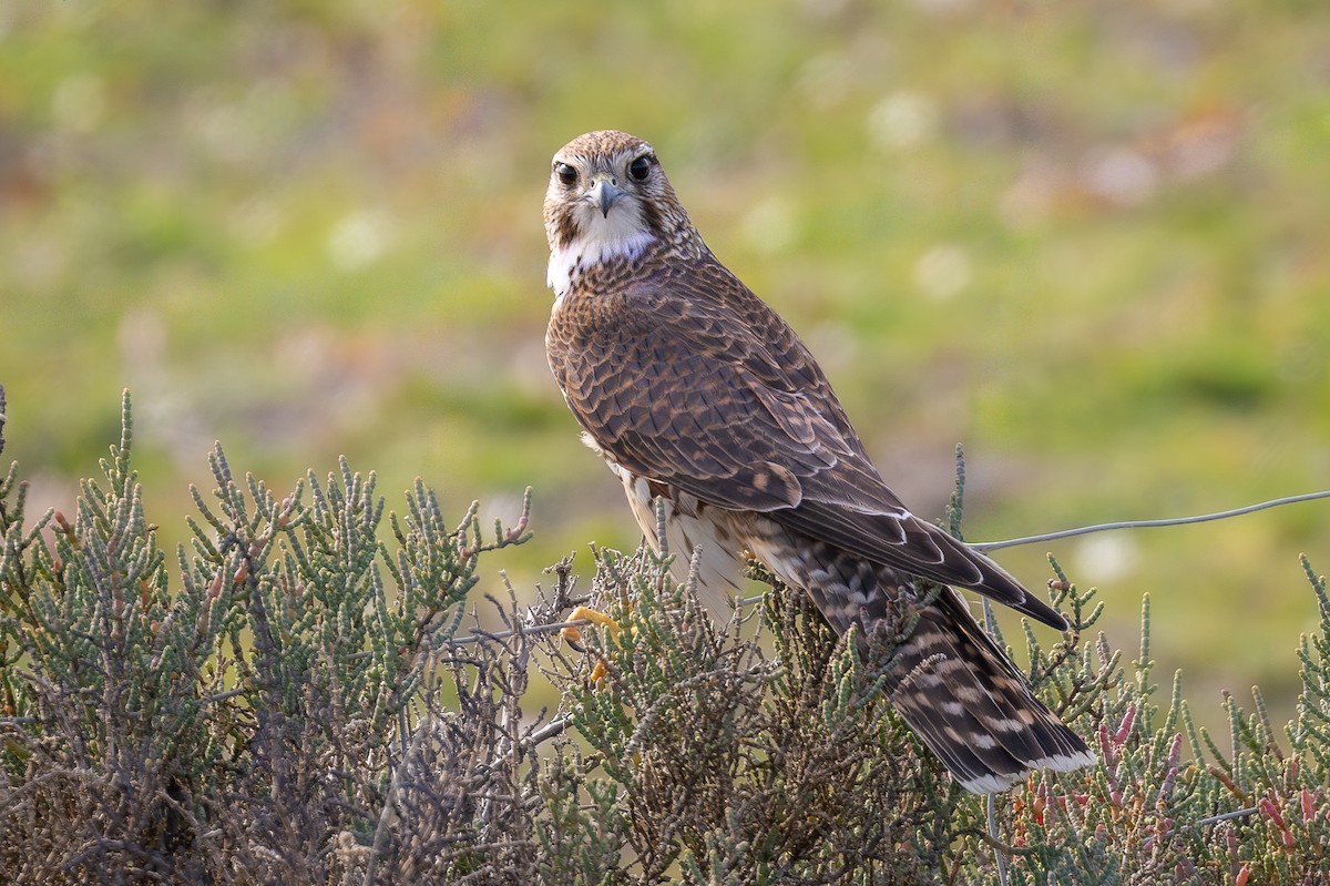 Smeriglio - ML644659518