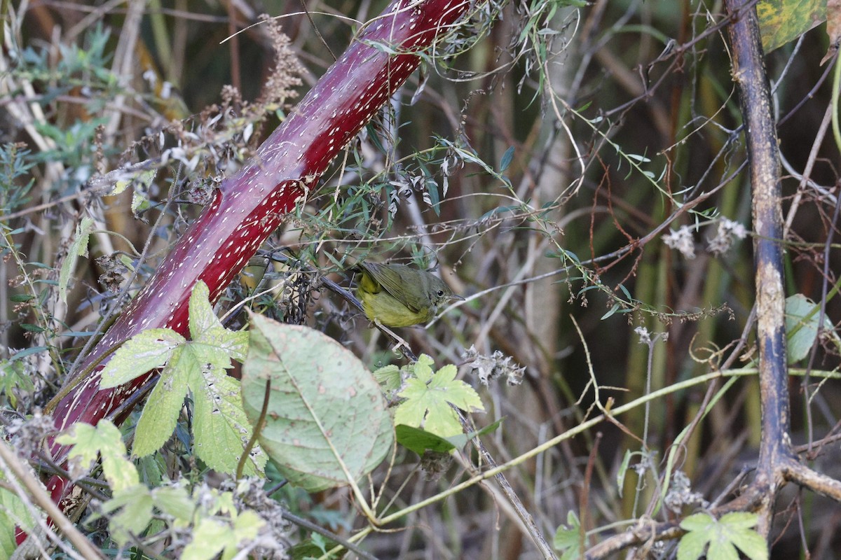Mourning Warbler - ML644659519
