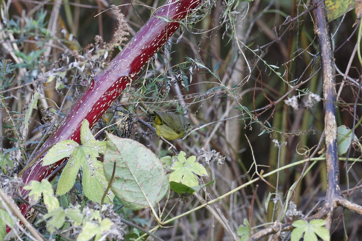 Mourning Warbler - ML644659520