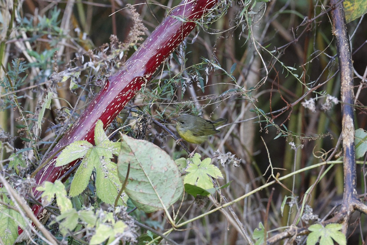 Mourning Warbler - ML644659521