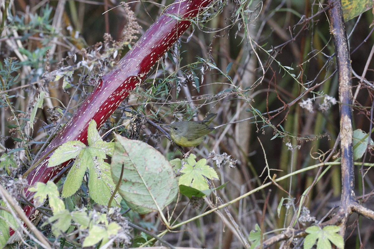 Mourning Warbler - ML644659522