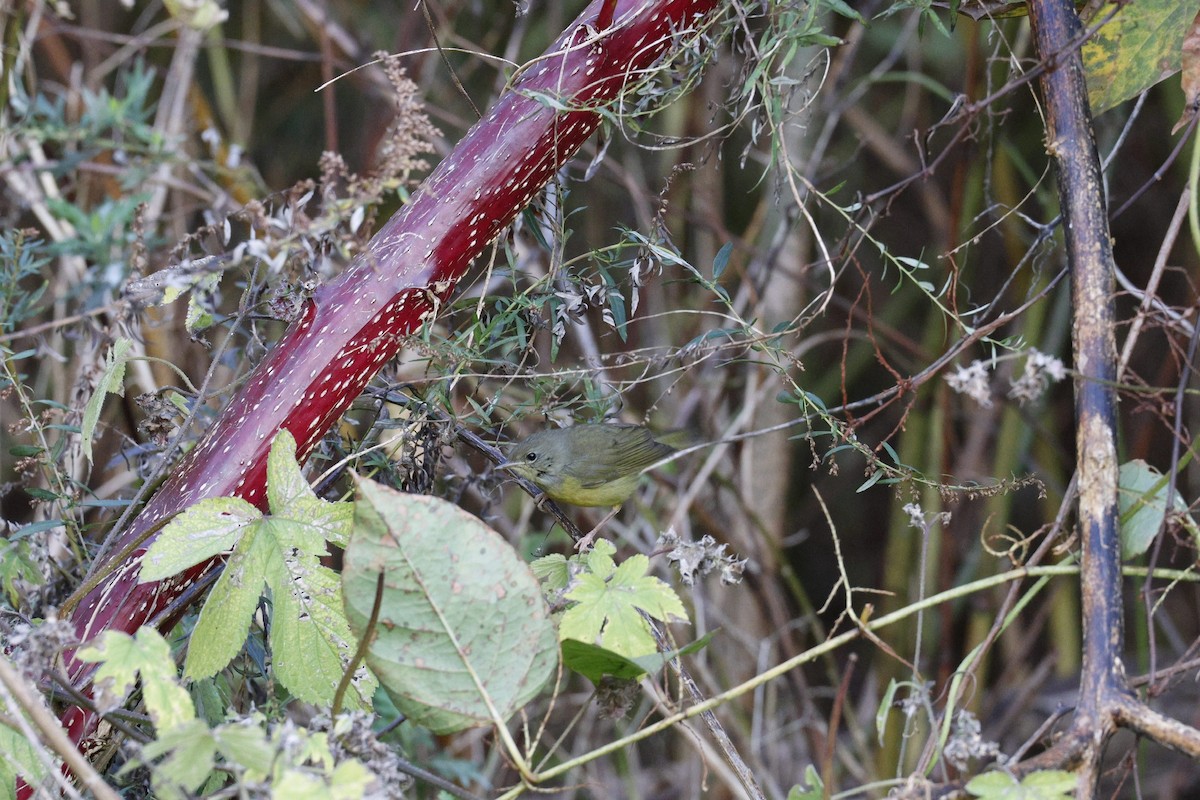 Mourning Warbler - ML644659523