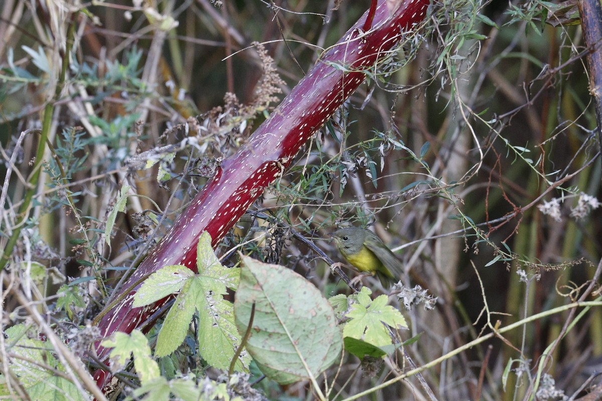 Mourning Warbler - ML644659524