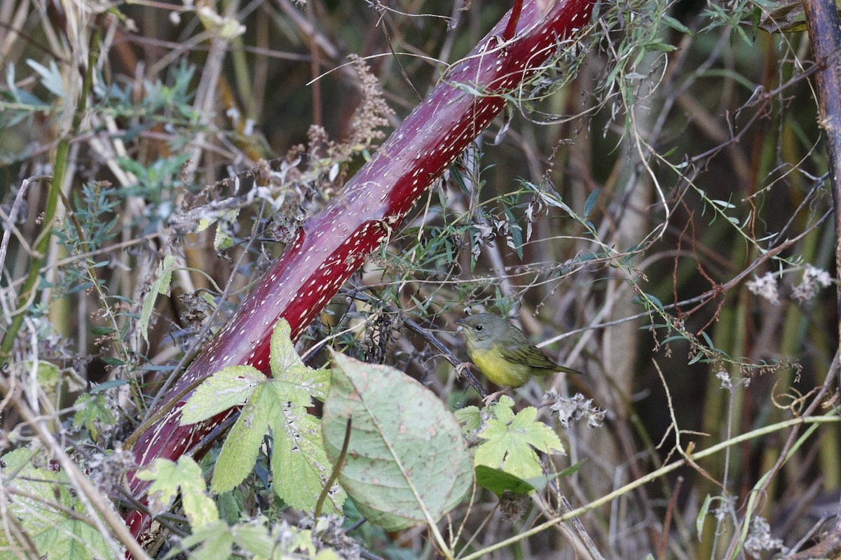 Mourning Warbler - ML644659525