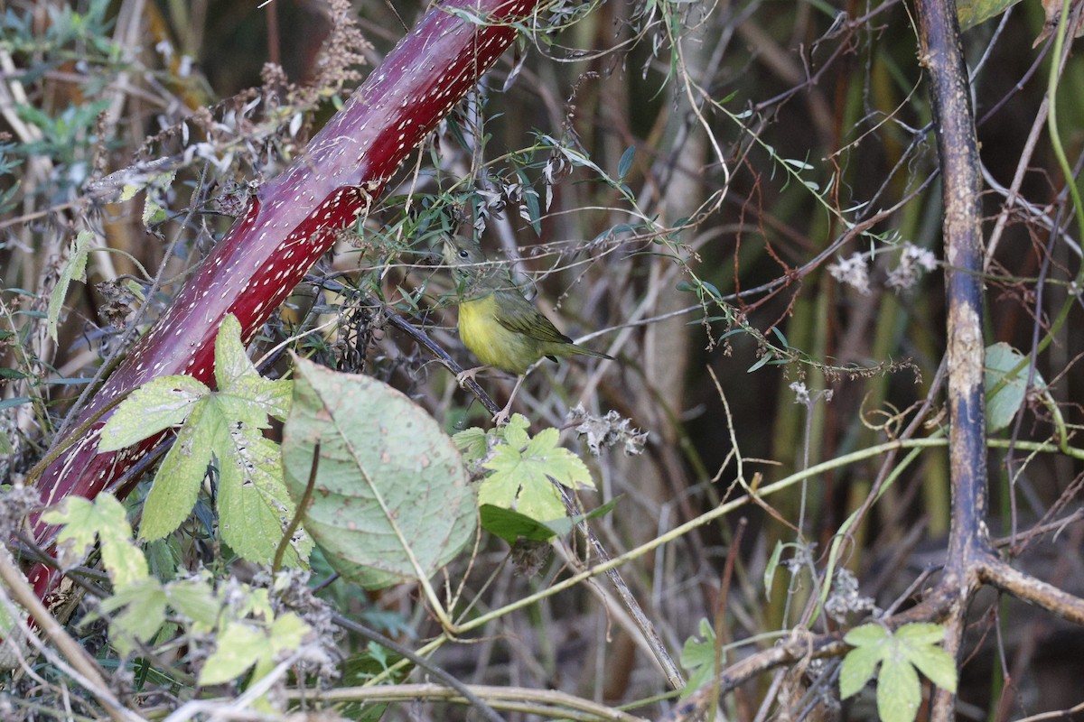 Mourning Warbler - ML644659526