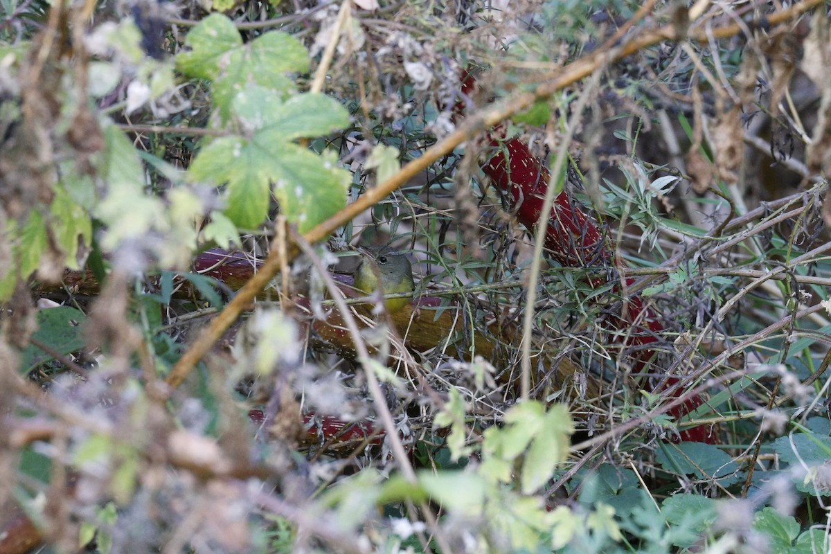 Mourning Warbler - ML644659527