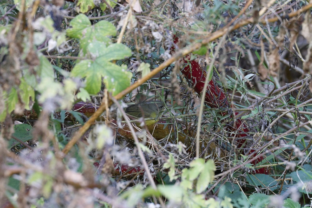 Mourning Warbler - ML644659528