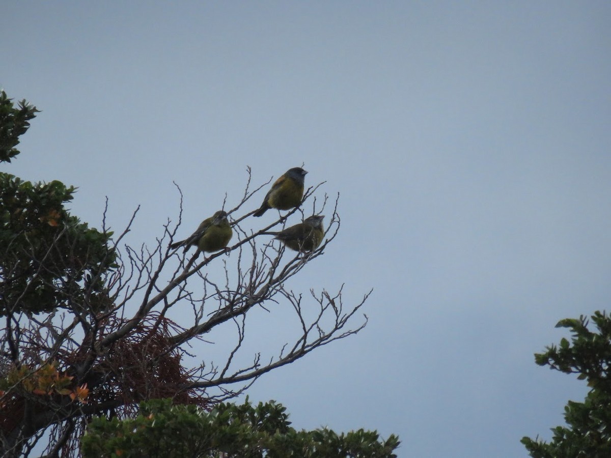 Patagonian Sierra Finch - ML644659529