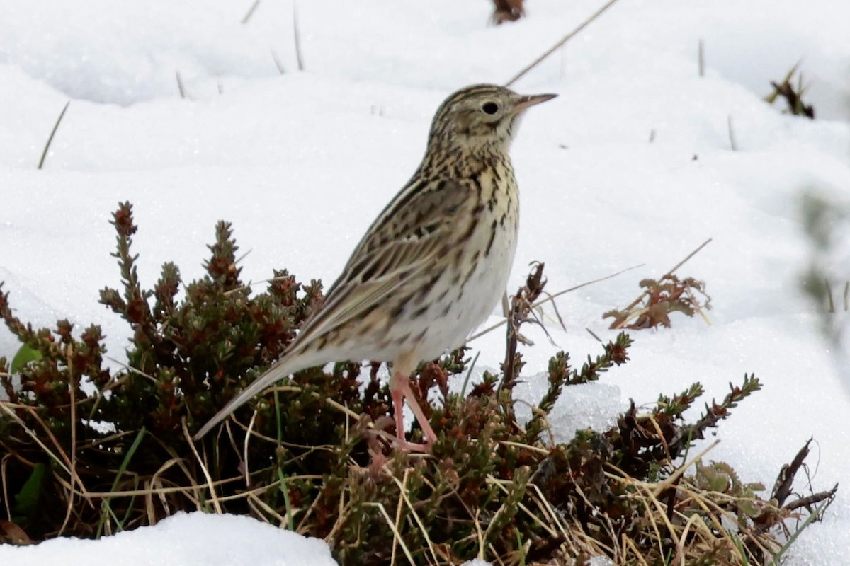 Correndera Pipit - ML644659538